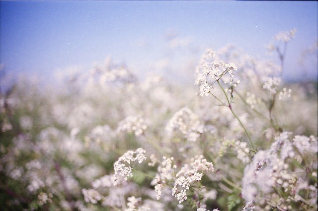 日本摄影师Setsuna花卉摄影