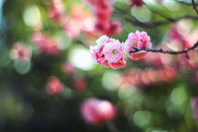 日本摄影师Setsuna花卉摄影