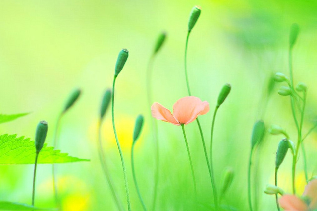 漂亮唯美的花卉摄影欣赏