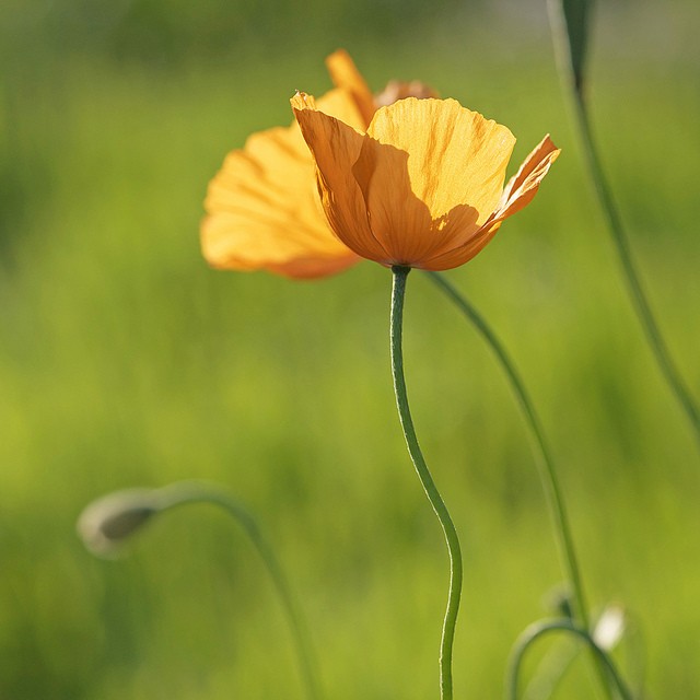 Larri Cochran美丽的花卉摄影