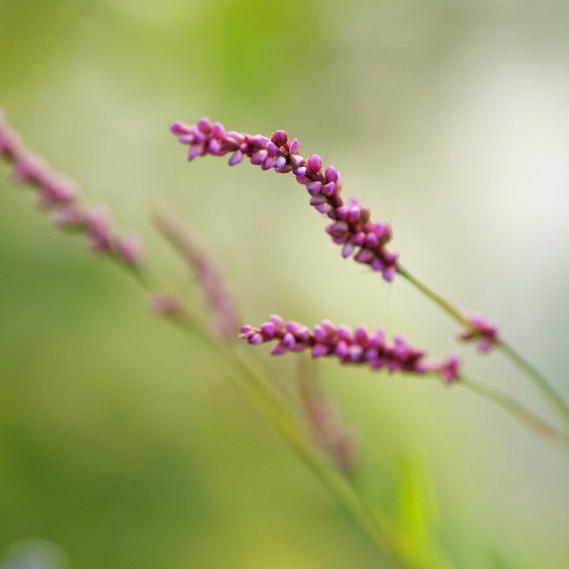 Larri Cochran美丽的花卉摄影