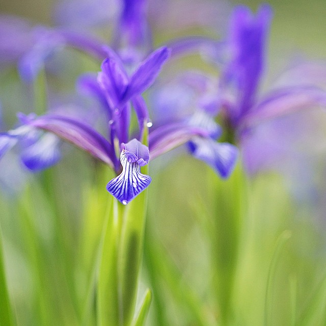 Larri Cochran美丽的花卉摄影