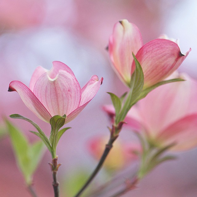 Larri Cochran美丽的花卉摄影