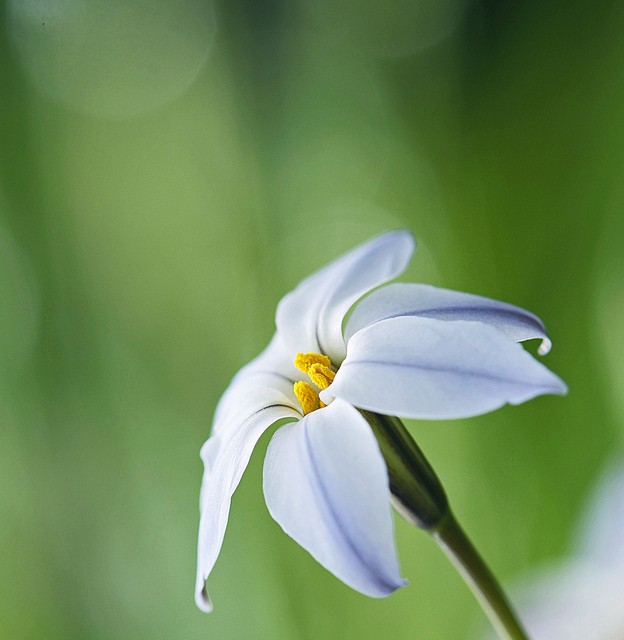 Larri Cochran美丽的花卉摄影