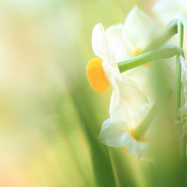 sweetheart*梦幻般的花卉摄影