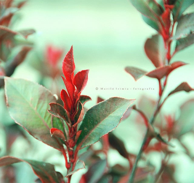 Marilo Bou植物和花卉摄影