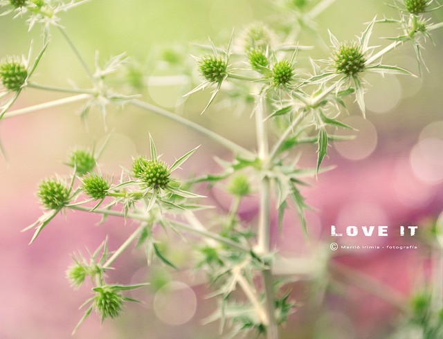 Marilo Bou植物和花卉摄影