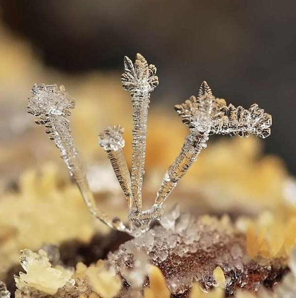 Andrew Osokin微距摄影：精美的雪花