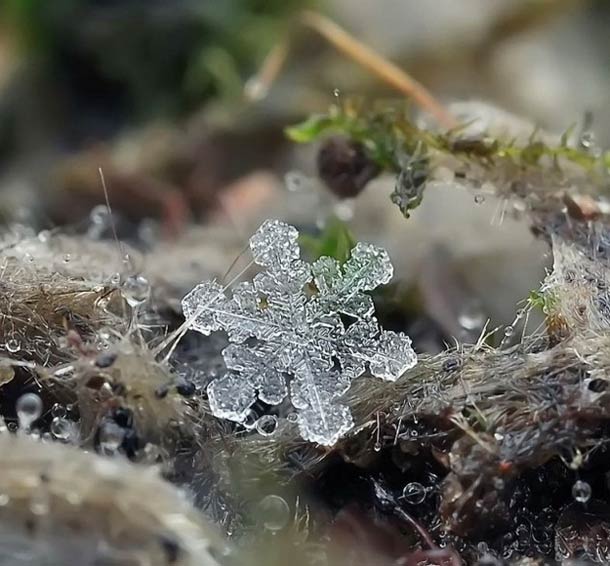 Andrew Osokin微距摄影：精美的雪花