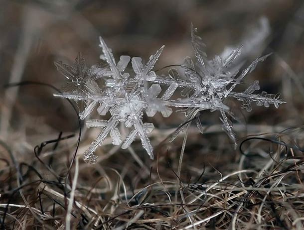 Andrew Osokin微距摄影：精美的雪花