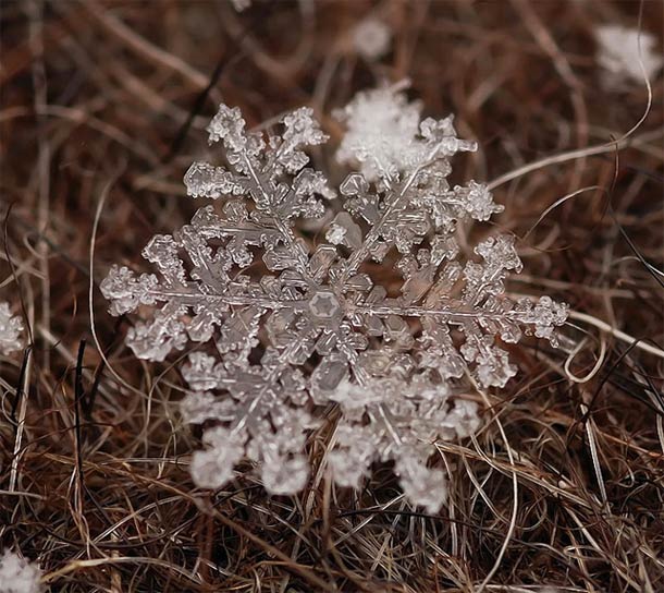 Andrew Osokin微距摄影：精美的雪花