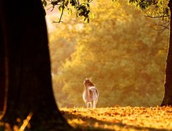 Mark Bridger动物摄影欣赏：鹿