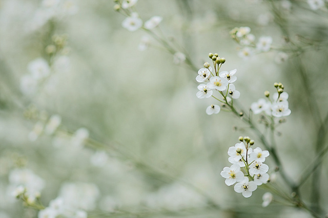 Bellatchitchi漂亮的花卉摄影作品