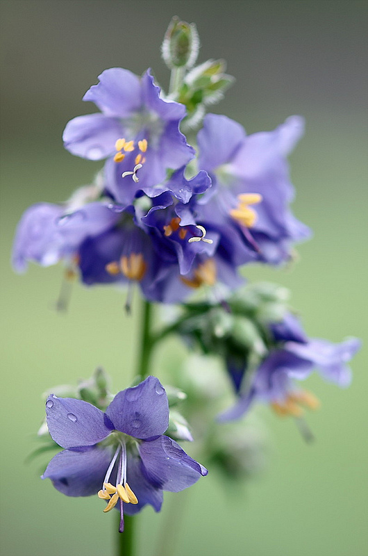 Bellatchitchi漂亮的花卉摄影作品