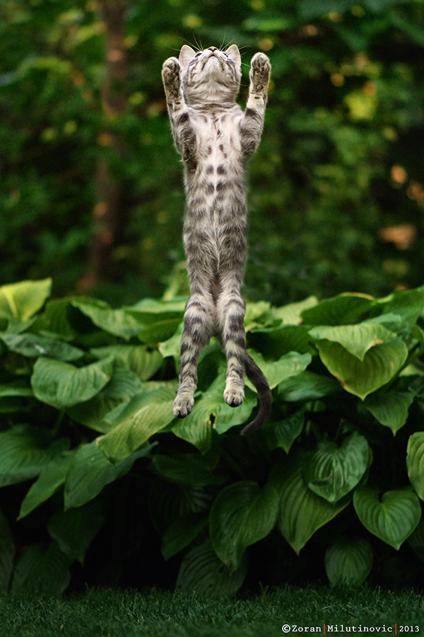 动物摄影欣赏：可爱的猫