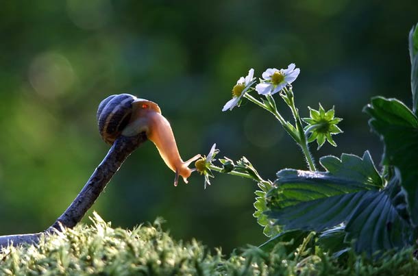 摄影师Vyacheslav Mishchenko:蜗牛的世界