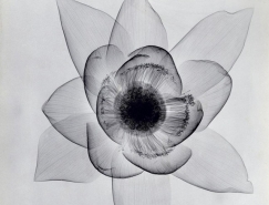 X射线下的花卉摄影