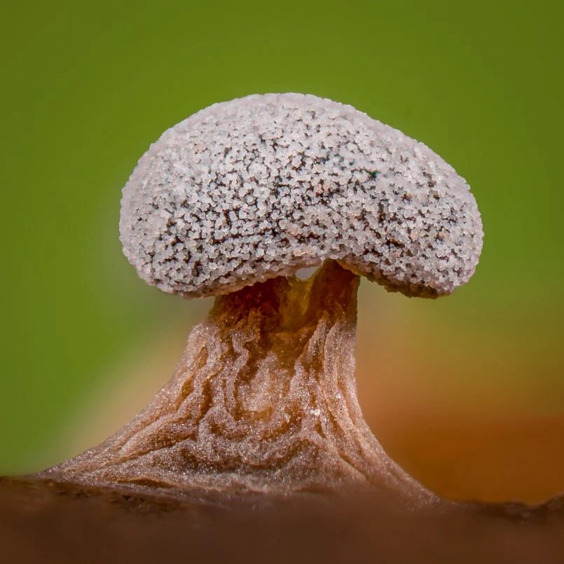 Alison Pollack镜头下的真菌世界