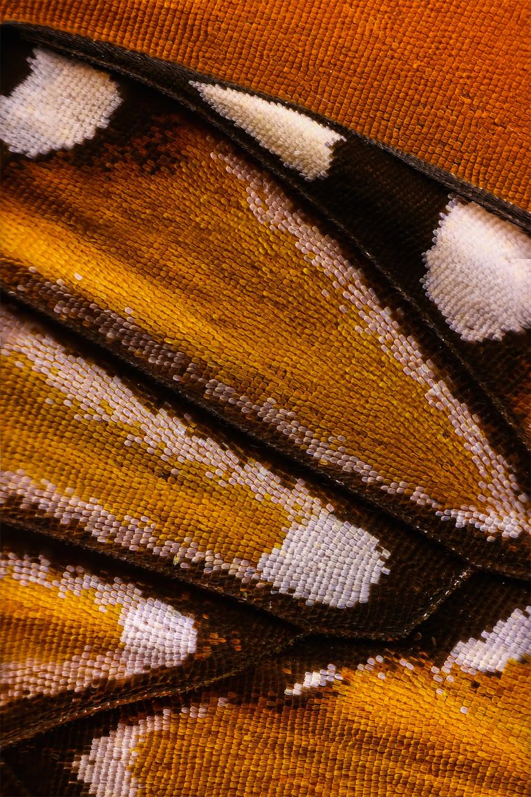 Chris Perani微距摄影：美丽的蝴蝶翅膀