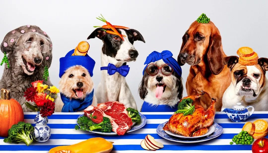 宠物食品Pet Plate品牌设计案例