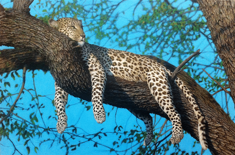 加拿大Nick Sider超写实的动物绘画作品