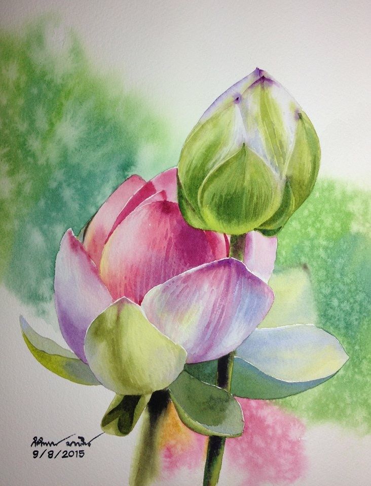 色彩清丽，画面清新！泰国画家Kitipong Ti水彩花卉作品