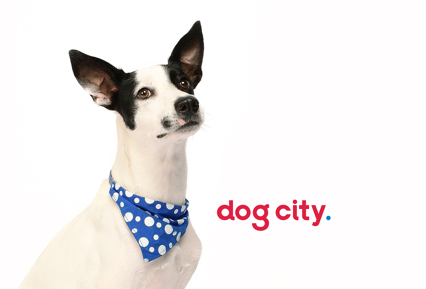 Dog City宠物综合服务中心品牌VI设计
