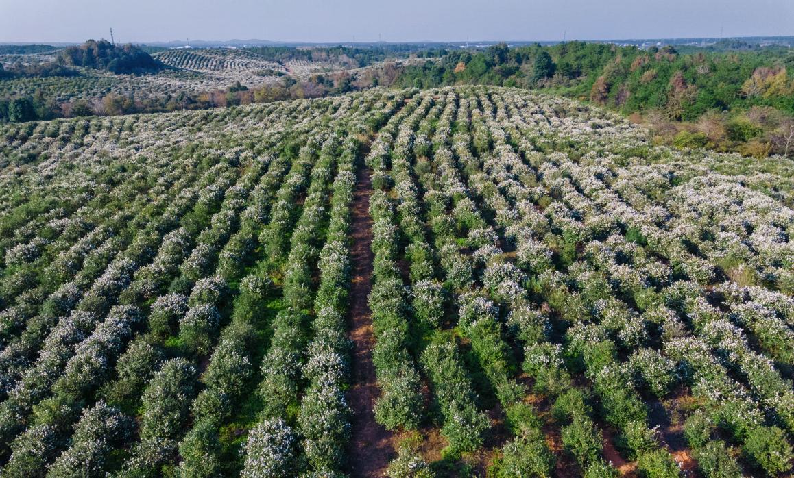 高正茶油：打造品质山茶油，顺应健康新潮流