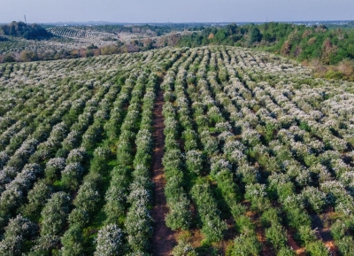 高正茶油：打造品质山茶油，顺应健康新潮流