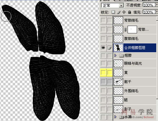 PS绘制蜻蜓的过程和效果