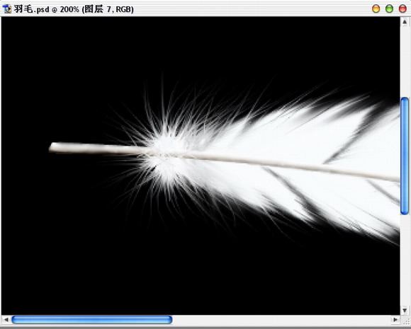 Photoshop绘制逼真的洁白羽毛