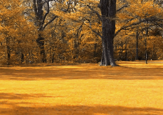 Photoshop将春景照片处理成金秋景色