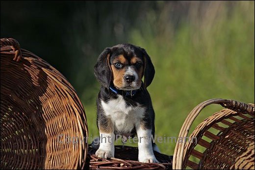 摄影师Peter Weimann野生动物摄影作品