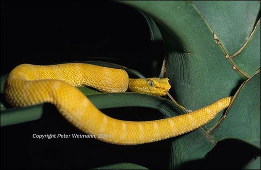 摄影师Peter Weimann野生动物摄影作品