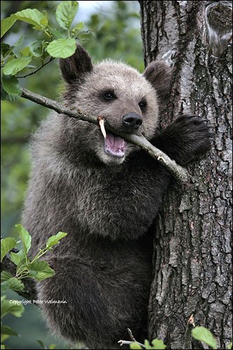 摄影师Peter Weimann野生动物摄影作品