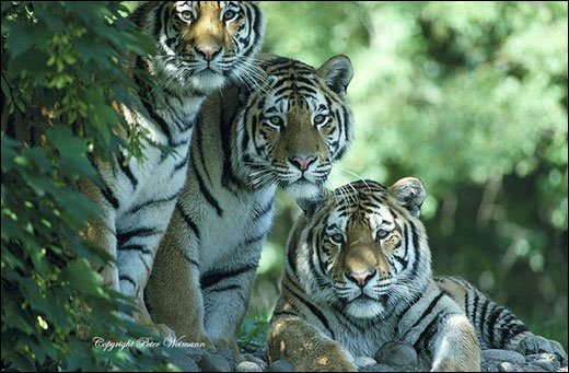 摄影师Peter Weimann野生动物摄影作品