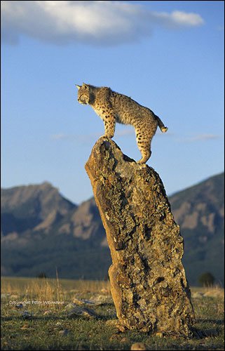 摄影师Peter Weimann野生动物摄影作品