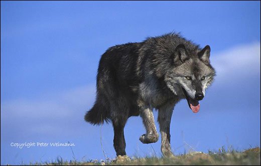 摄影师Peter Weimann野生动物摄影作品