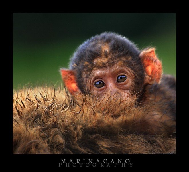 Marina Cano野生动物摄影欣赏-下
