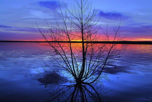 Lone Tree at Sunrise