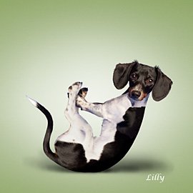 动物摄影：滑稽的狗狗做瑜伽