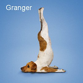 动物摄影：滑稽的狗狗做瑜伽