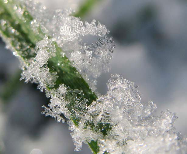 超美丽的雪花摄影欣赏