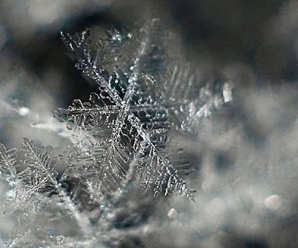 超美丽的雪花摄影欣赏