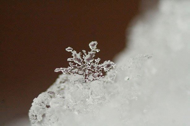 超美丽的雪花摄影欣赏