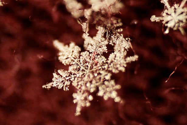 超美丽的雪花摄影欣赏