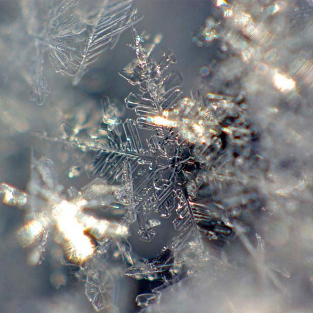 超美丽的雪花摄影欣赏