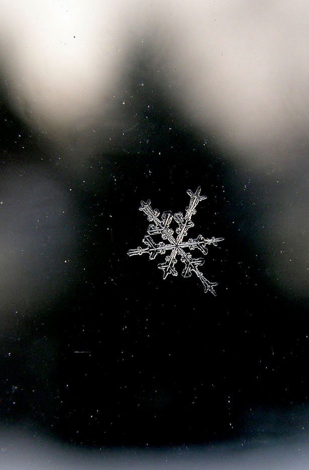 超美丽的雪花摄影欣赏