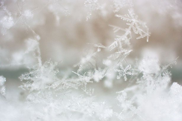 超美丽的雪花摄影欣赏