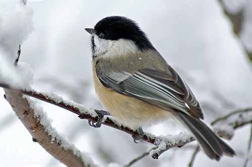 白色梦幻: 冬季雪景摄影欣赏